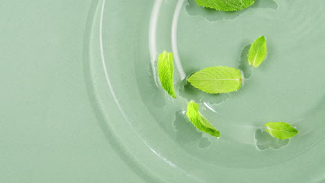 mint leaves in water on green background. freshness.