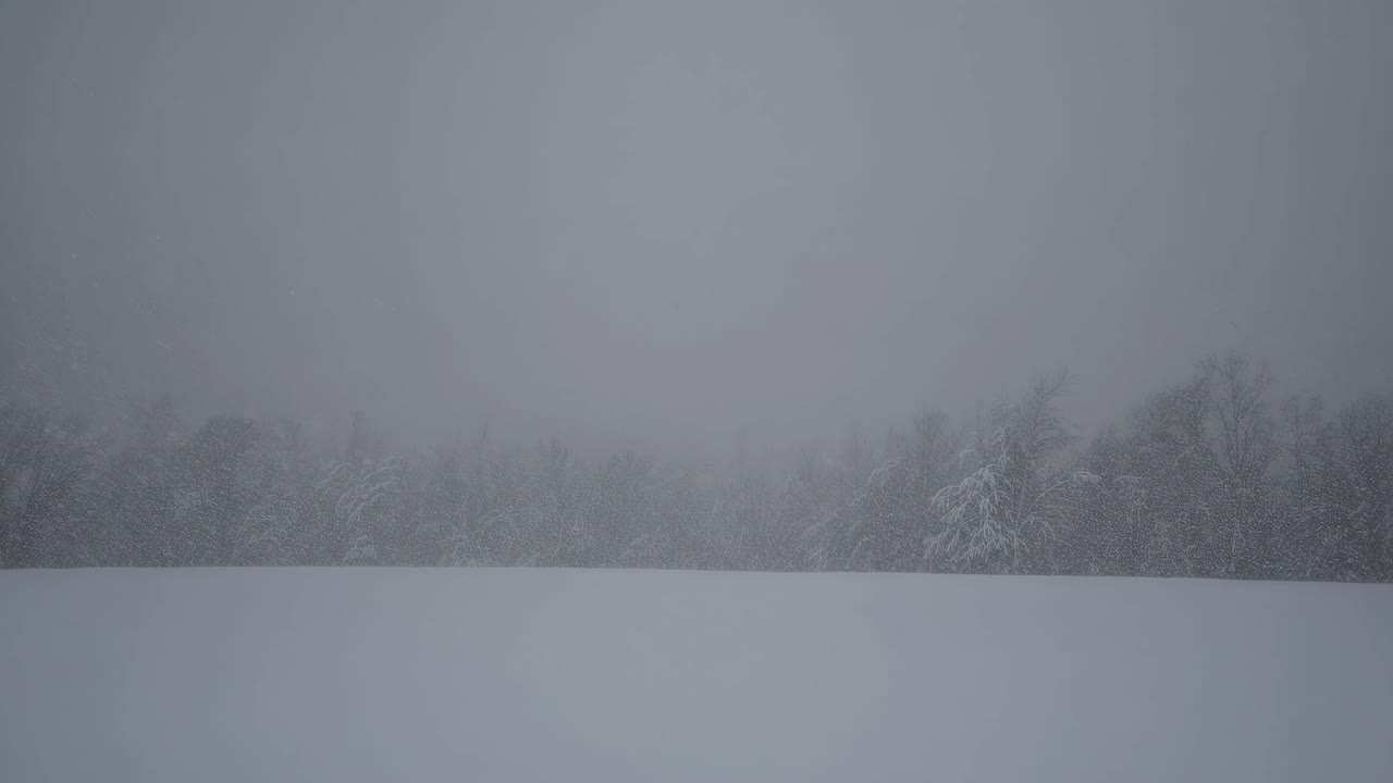 A serene winter landscape with snow-covered trees, captured from a low-angle