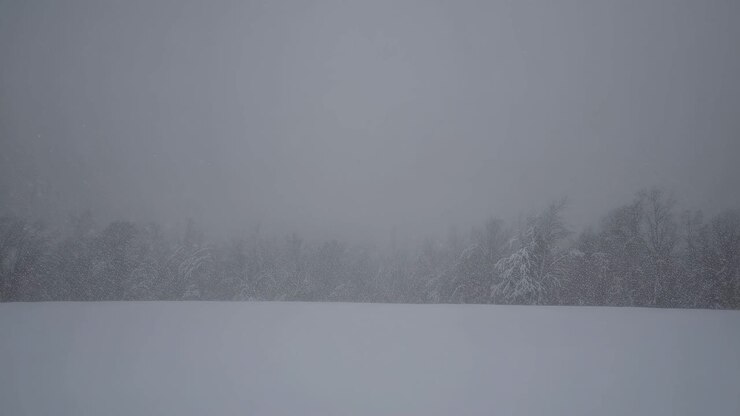 A serene winter landscape with snow-covered trees, captured from a low-angle