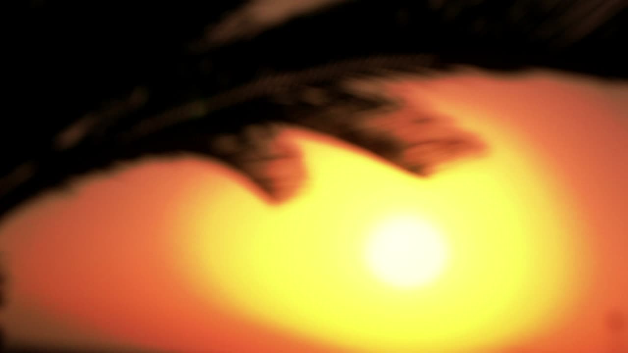 Silhouetted Palm Trees at Sunset