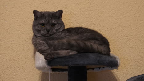 portrait shot of cute cat resting on soft chair indoors,close up prores