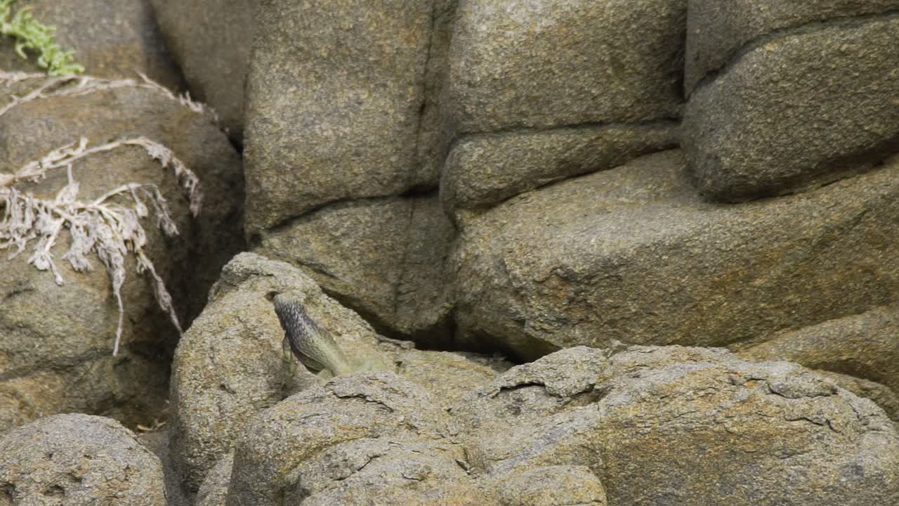 primer plano siga la toma de una iguana pacífica de atacamen macho arrastrándose y saltando sobre el terreno rocoso en la costa del desierto de atacama, luz del día brillante