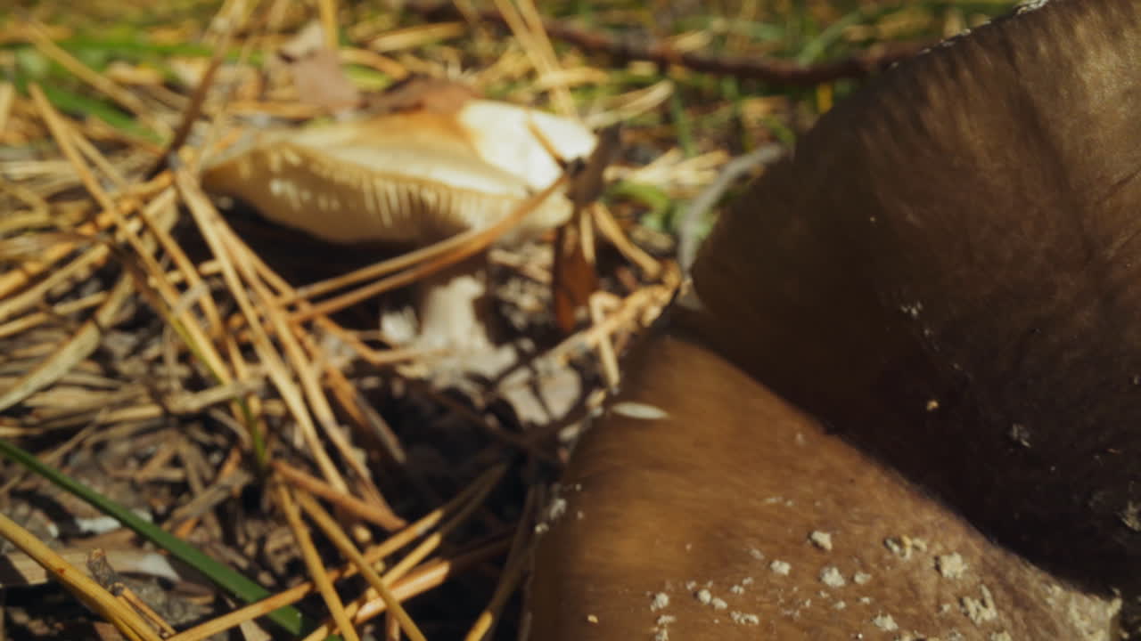 Funghi russula a terra con foglie secche e aghi