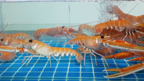 lots of orange shrimps in a glass tiles bottom tank in a supermarket kept alive for sea food