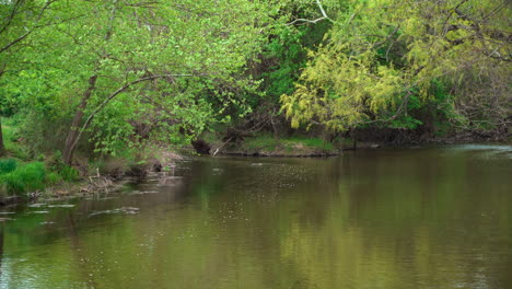 Smooth-current-in-a-small-creek-canopied-by-trees