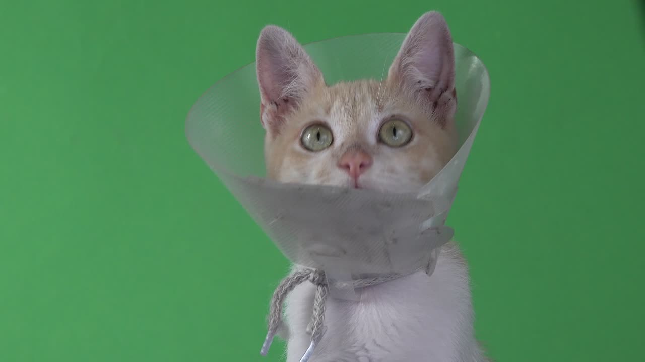 애완용 콘을 쓴 노란 고양이