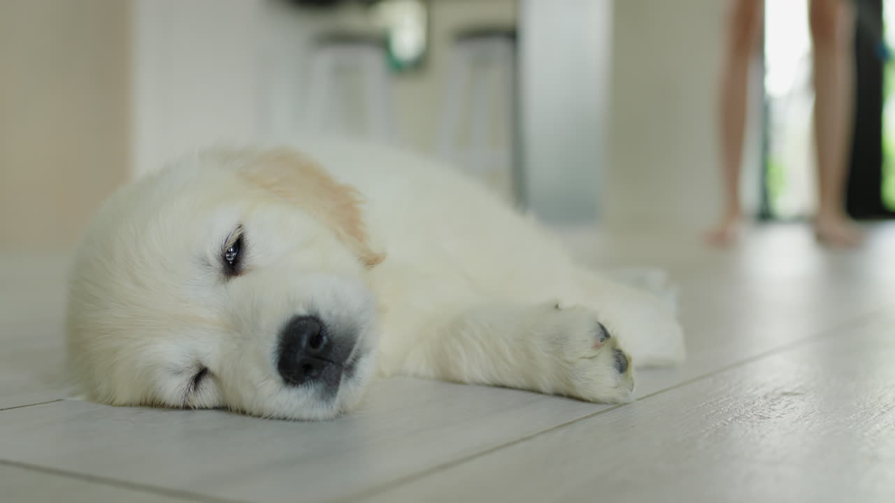 한 여성이 부에서 으로 바닥을 청소하고 있으며, 골든 리트리버의 귀여운 강아지가 전면에서 잠을 자고 있습니다.