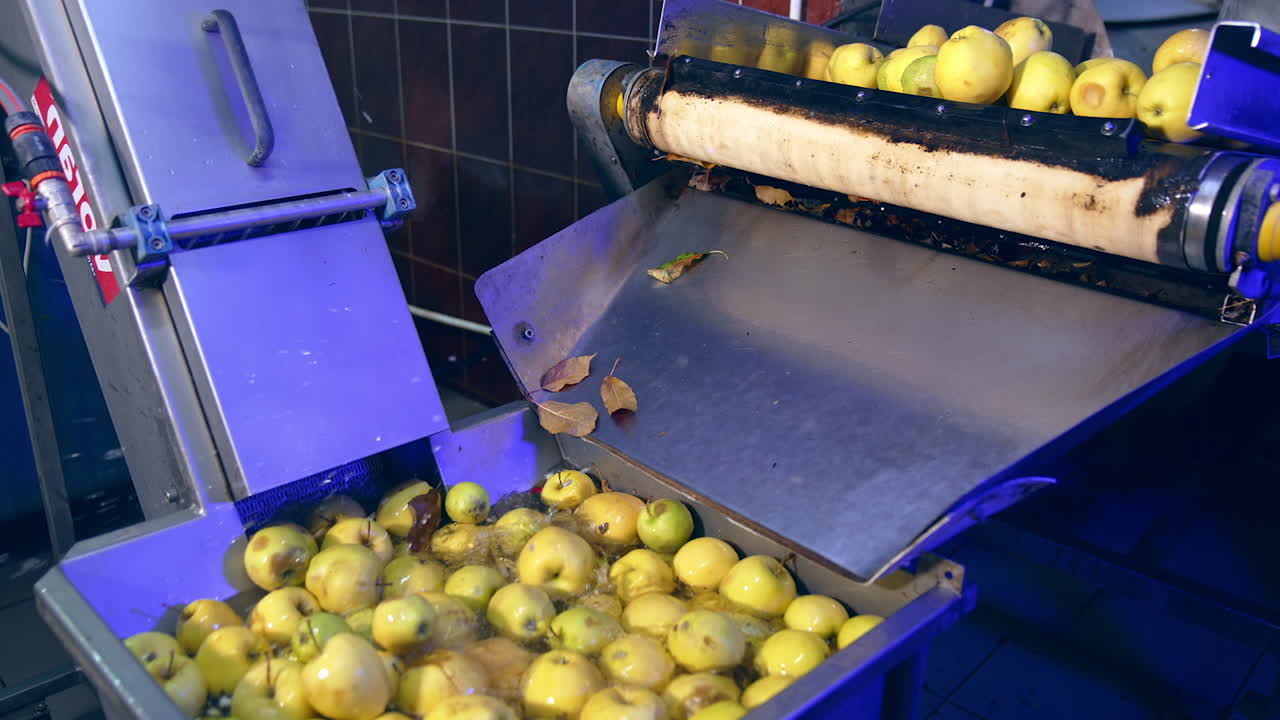 Conveyor belt moves dirty apples into a tank with water for cleaning. Preparing ripe fruit for processing at food factory.