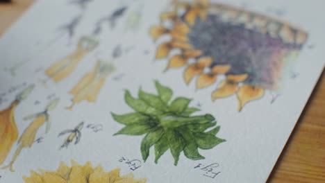ilustración botánica detallada en acuarela de un girasol y sus partes