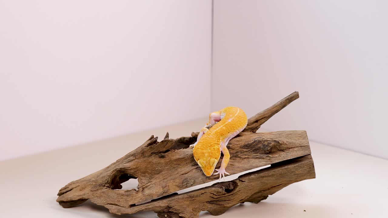 A vibrant leopard gecko moves across a textured wooden surface in a well-lit, minimalistic environment