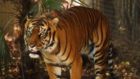 tigre caminando en un recinto del zoológico