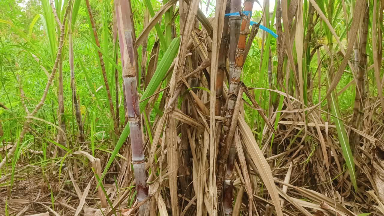zoom en las plantas de caña de azúcar en el medio del bosque