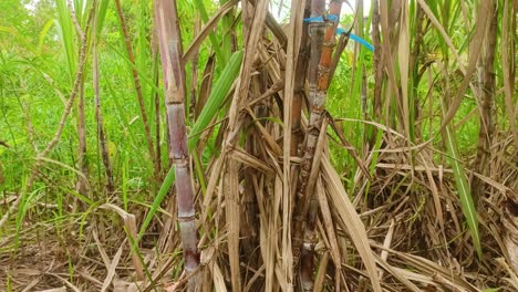 zoom in sugar cane plants in the middle of the forest