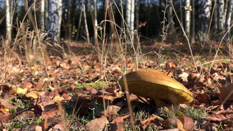 Caza-De-Hongos-Temporada-De-Otoño-Xerocomus-subtomentosus,-Mano-Caucásica-Que-Muestra-Hongos-Enfermos-Con-Calores