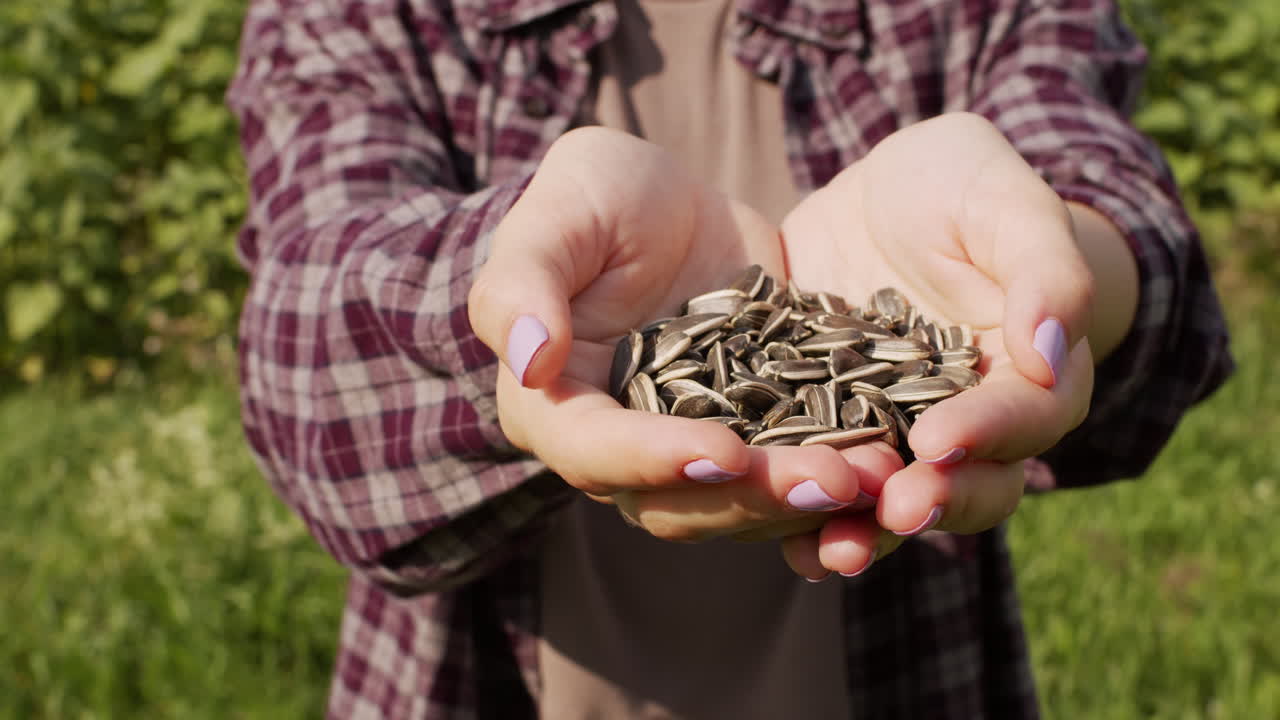 Female Hands Holding Sunflower Seeds