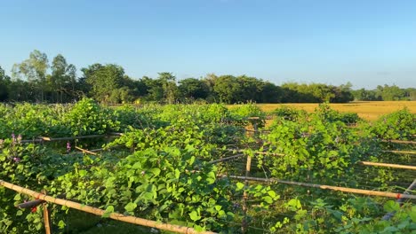 growing bean plants in local farm of bangladesh, motion view