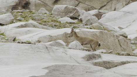 mountain goat on rocky terrain