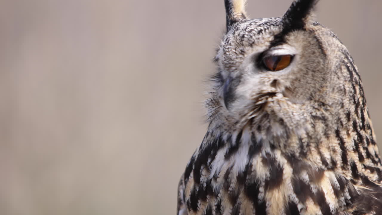 el búho real parpadea y se aleja