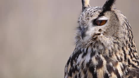 eagle owl blinks eyes and turns away