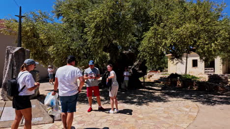 tourists gather around an ancient olive tree in a sunny village square