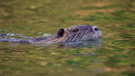 Un-Coipo-Salvaje-O-Nutria-{myocastor-Coypus)-Nadando-A-Través-De-Un-Río-En-América-Del-Sur