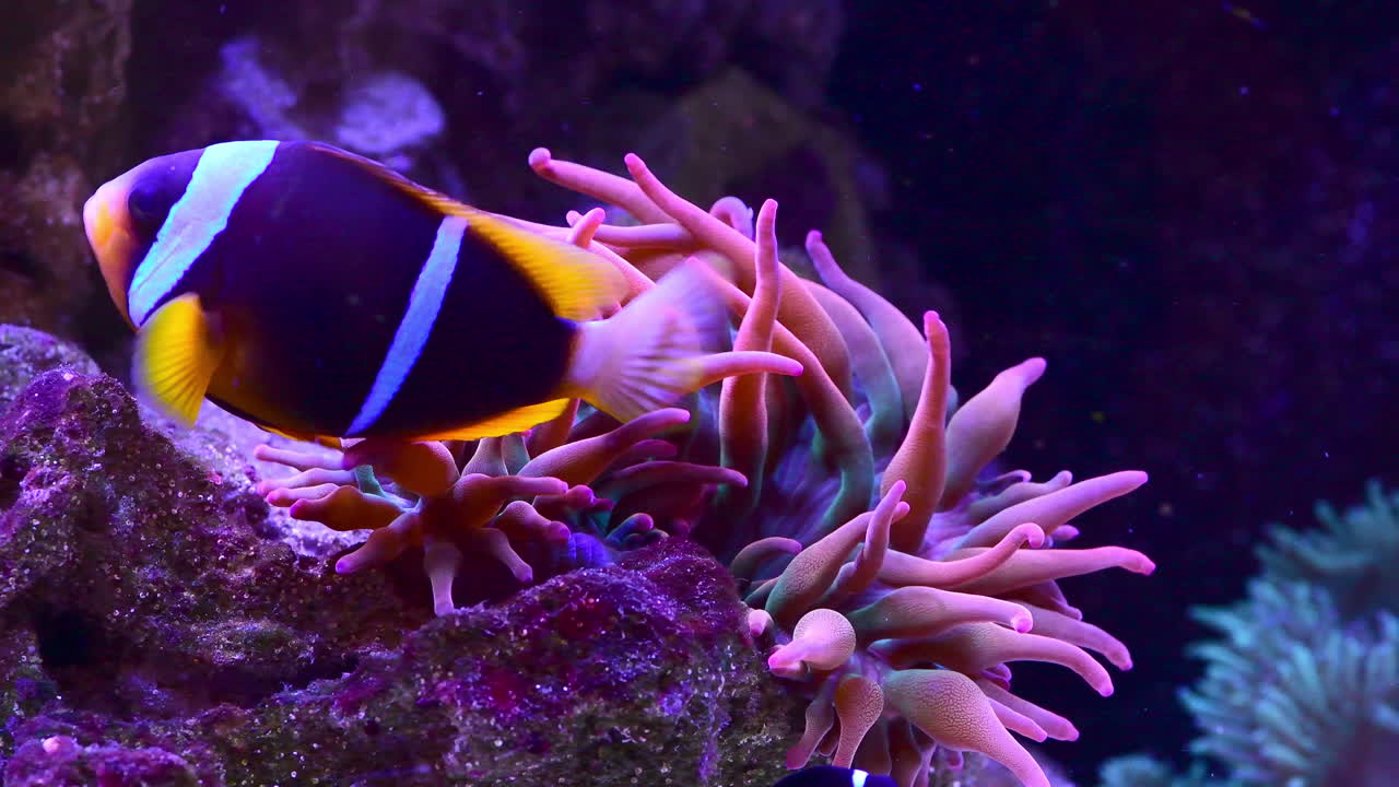 Tropical fish