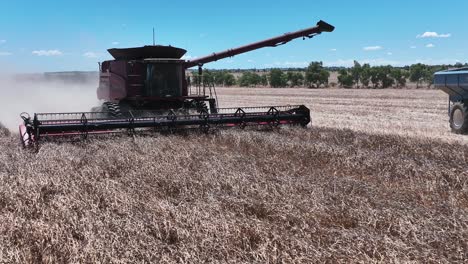 explore the cutting-edge machinery and precision in action during a large-scale lupin harvesting operation