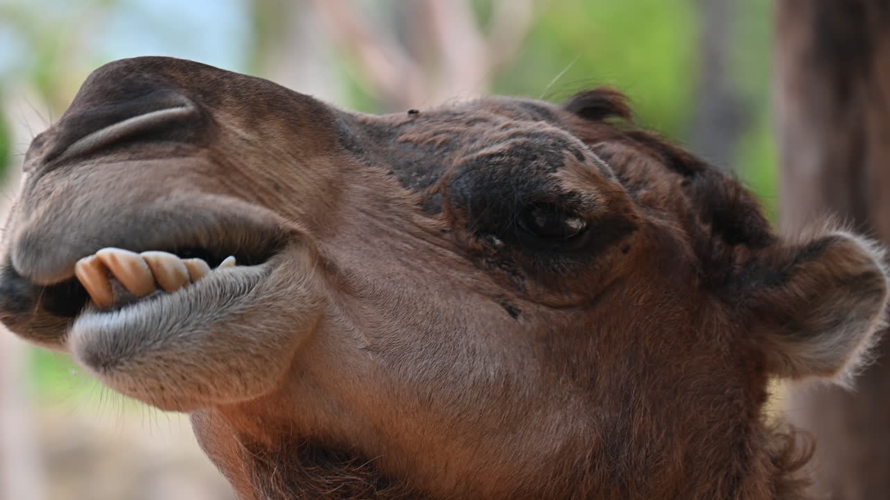 Close-up of a camel's head