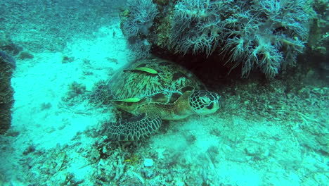 Una-Tortuga-Verde-Descansando-En-Los-Arrecifes-De-Coral