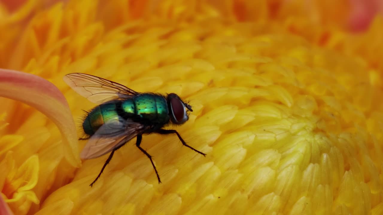 A green fly explores the textured center of a vibrant yellow flower.