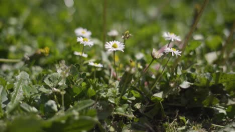 Margarita-Blanca-Flores-Silvestres-En-El-Campo-Con-Poca-Profundidad-De-Campo