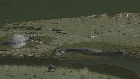 turtle inside the water near small alligator