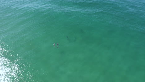 4k-Drone-shot-of-a-pod-of-dolphins-at-Byron-Bay,-Australia