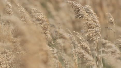 campo de trigo de cerca disparado día soleado