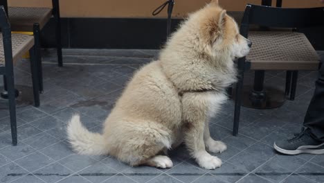 a fluffy light brown dog standing and sitting with a person