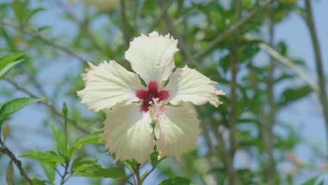 tropical-summer-vibe-hibiscus-flower-blue-sky-and-green-leafs