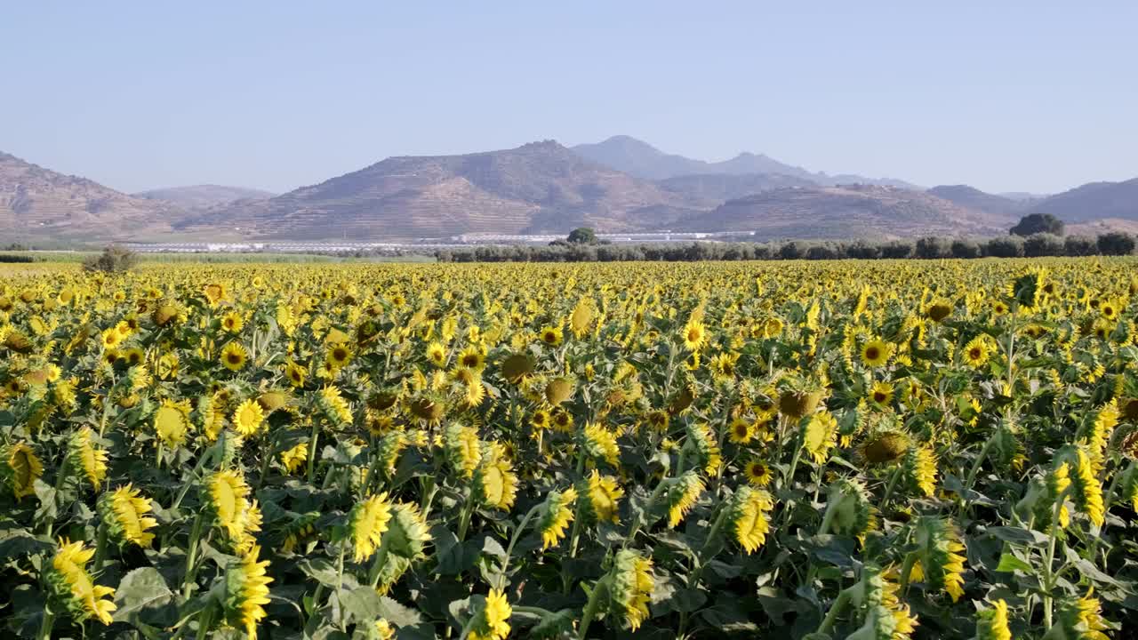 Filmato di un paesaggio di campo di girasoli con movimento di panoramica della telecamera.