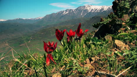 las flores de primavera se tambalean en el fondo, derritiendo la nieve en las montañas