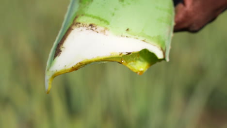 Aloe-Vera-Pflanzarbeiter,-Der-Aloe-Schneidet