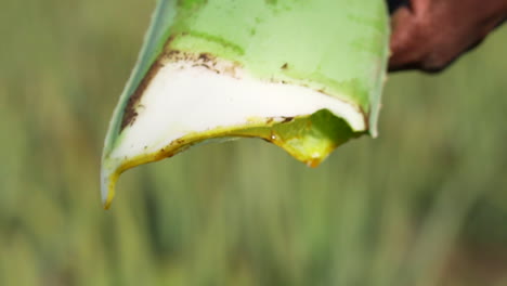 trabajador de plantación de aloe vera cortando aloe