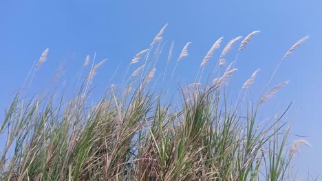 wild grass are blown by the coastal breeze in the morning