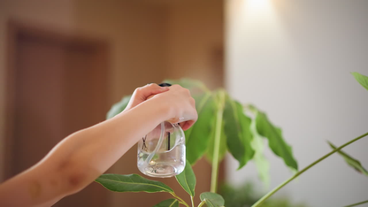 Child hand spraying water on green indoor plant leaves using spray bottle, misting foliage with droplets, creating nurturing atmosphere, focusing on growth, care, healthy lifestyle awareness