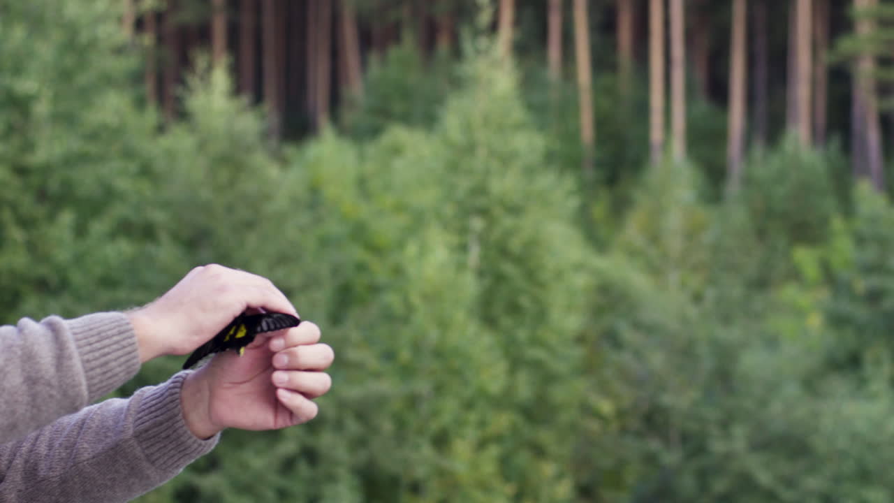 Person holding a butterfly in a forest