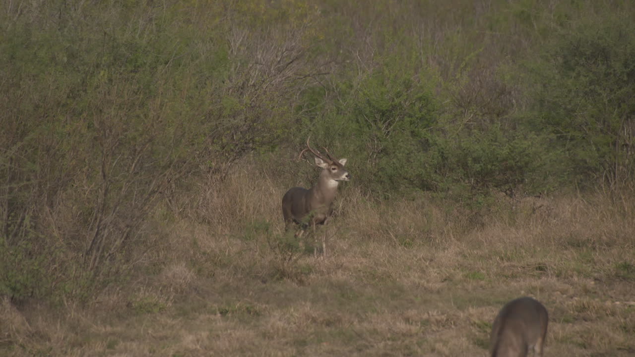 un venado cola blanca en texas, estados unidos