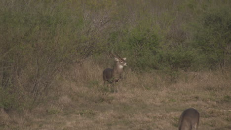 Ein-Weißwedelbock-In-Texas,-USA