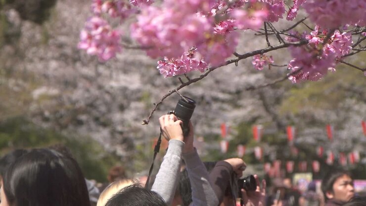 Photographing Sakura