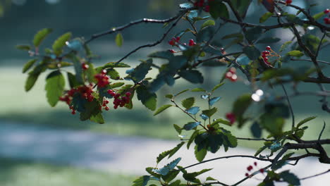 ripe ashberry hanging branches autumn park close up. rowan tree on sunlight.