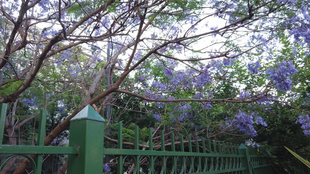 보라색 자카란다 꽃 나무 녹색 울타리 도시 광장 공원 부에노스아이레스 도시 아르헨티나 풍경