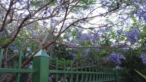 violet jacaranda flowers tree green fence urban plaza park buenos aires city argentine landscape