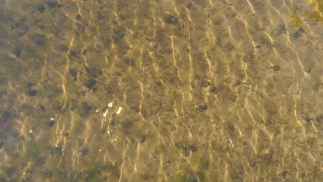 Vista-Aérea-De-Las-Ondulantes-Aguas-Poco-Profundas---Fondo-De-Playa-De-Arena-Lleno-De-Mejillones-Cebra-Y-Vegetación